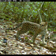 Image for article titled The Very Best Camera Trap Photography